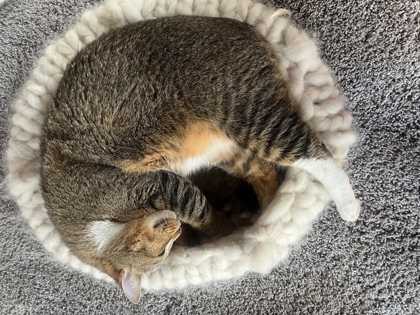Cat Cocoon