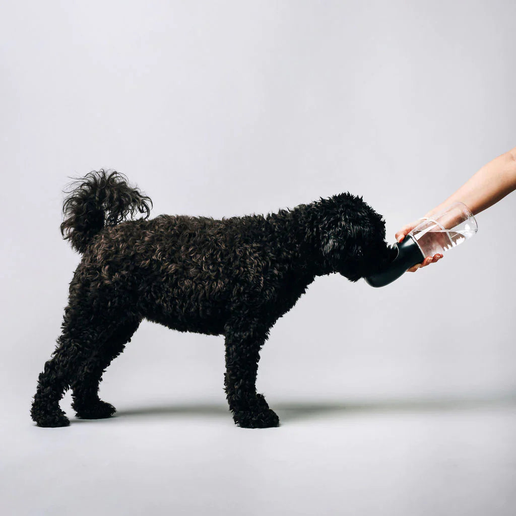 Thirsty Dog Bottle