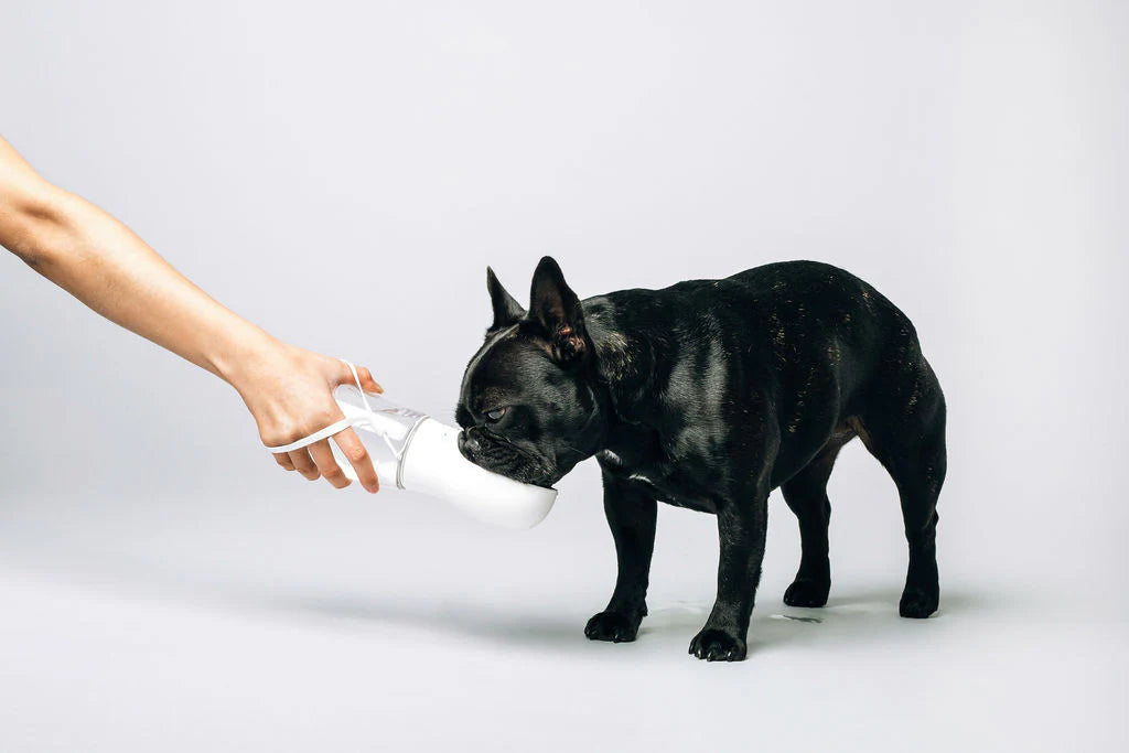 Thirsty Dog Bottle